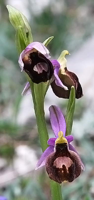 Ophrys del Gargano identificazione